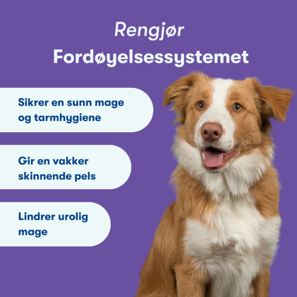 (Noors) (3) (Noors) (3)